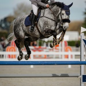 Horse for sale: Exceptional mare (Showjumping)