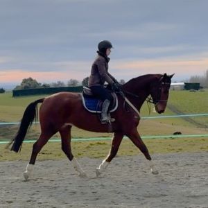 Talented young warmblood gelding