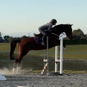 Talented young warmblood gelding