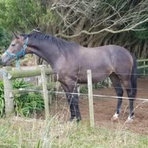 Horse for sale: Well Bred Broodmare ( IN FOAL) 