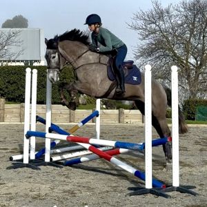 Quality young mare