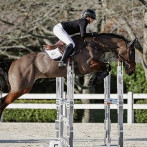 WSJ SIOUX || Showjumper/Showhunter 
