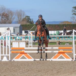 Horse for sale: Ultimate All Rounder 
