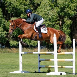 Horse for sale: MAGIC DRAGON 