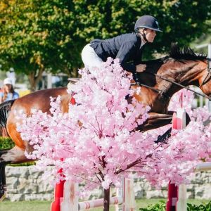 Perfect Junior rider / School master 