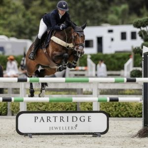 Perfect Junior rider / School master 