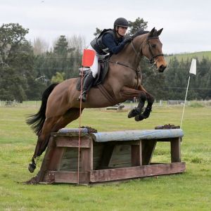 Horse for sale: Super Talented Mare