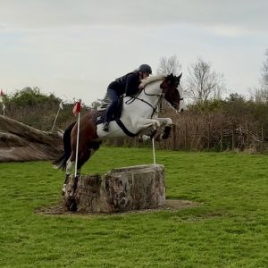 Horse for sale: Your Next Best Friend 