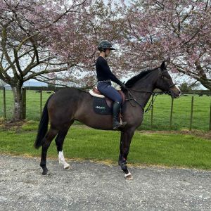 Quality 4YO Mare