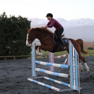 Young Allrounder! Perfect 1st horse for teen 