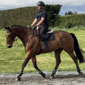 Horse for sale: Jumping project