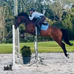 Horse for sale: Does it all