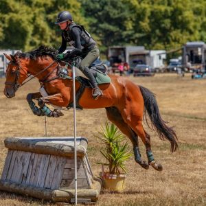 Competitive gelding