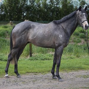 Unraced exceptional 4-year-old TB Gelding