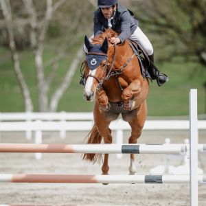 WARMBLOOD 