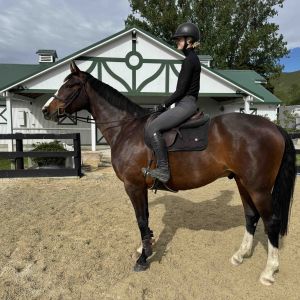 Super talented 5YO Gelding – Exceptional Potential