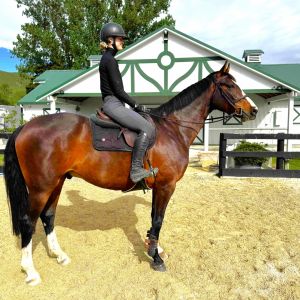 Horse for sale: Super talented 5YO Gelding – Exceptional Potential Horse for sale: Super talented 5YO Gelding – Exceptional Potential