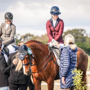 Horse for sale: Ultimate Young Rider Horse Horse for sale: Ultimate Young Rider Horse