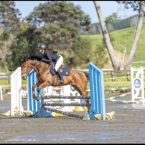 Horse for sale: Ultimate young horse - Redciffs Soprano  Horse for sale: Ultimate young horse - Redciffs Soprano