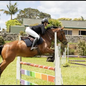 Horse for sale: Ultimate young horse - Redciffs Soprano 