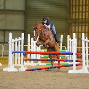 Horse for sale: Lochie dream TB