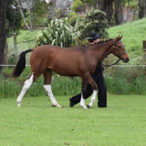 Horse for sale: Yearling welsh warmblood