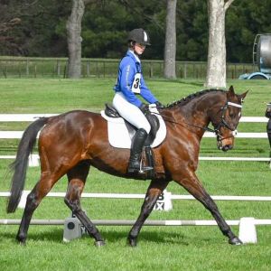 Horse for sale: 16.1hh Gelding All Rounder