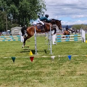 Horse for sale: Double J Chip 