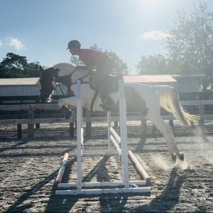 Striking 4y/o Mare with heaps of potential.