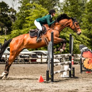 Horse for sale: Coraline MS