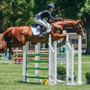 Horse for sale: Ultimate Junior Rider/ School Master