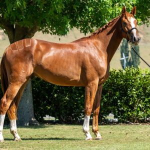 2-Year-Old Showjumping Prospect out of a proven world cup mare