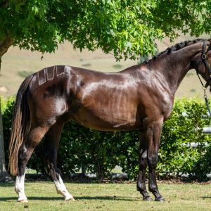 2-Year-Old Showjumping Prospect – Emerald × For Pleasure
