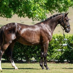 Horse for sale: 2-Year-Old Showjumping Prospect – Emerald × For Pleasure