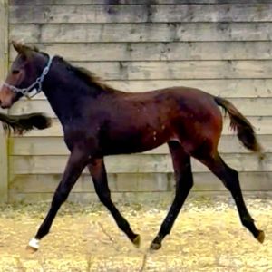 Well bred Weanling