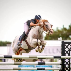 Horse for sale: Top Grand Prix Pony
