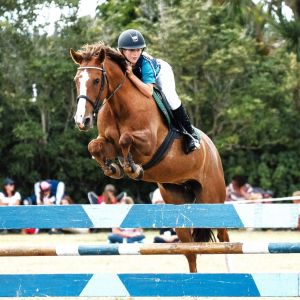 Horse for sale: SAFE ALLROUNDER