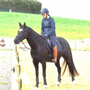Horse for sale: Equestro Dionysis