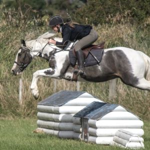 Horse for sale: COMPETITIVE FULL HEIGHT ALL ROUNDER 