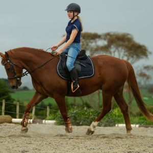 Awesome, Full sized pony for an extremely competent young rider! 