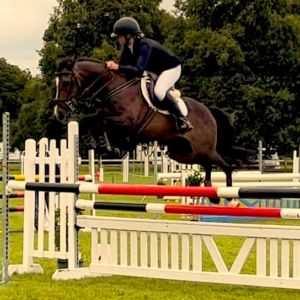 Horse for sale: Carlton Royal Tiger