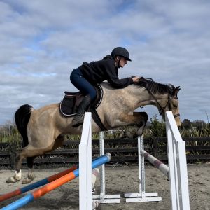 Horse for sale: Superstar In The Making
