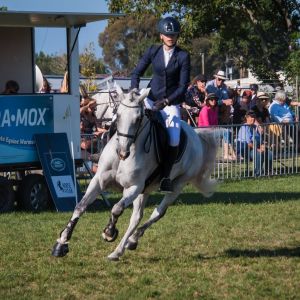 1 in a Million – Quality, Multi Talented Superstar Pony