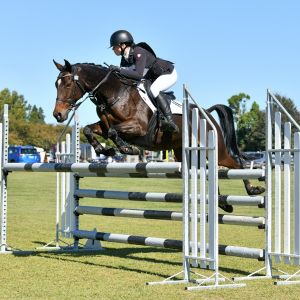 Horse for sale: Warmblood/TB 14.2hh Mare