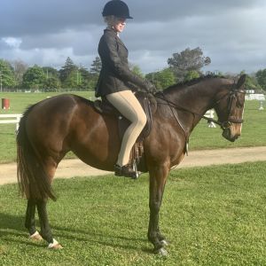 Horse for sale: Ultimate All Round Pony