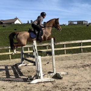 Horse for sale: Next Jumping Superstar? 