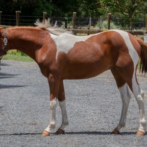 Horse for sale: Triple Star Galaxy/ Guess Once More 