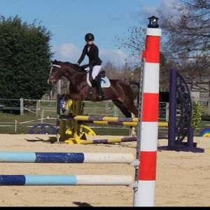 Horse for sale: HIGHLY TALENTED PONY!