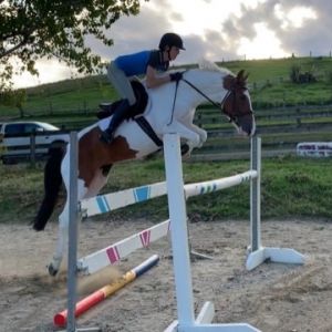 Striking 14.2hh, 7 year old, Pinto mare