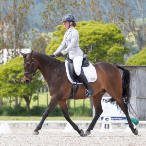 Competitive FULL HEIGHT Dressage Mount